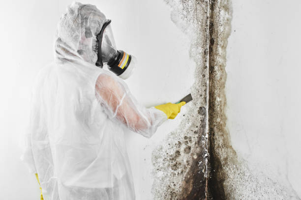 Parkville, MO Mold Removal Company