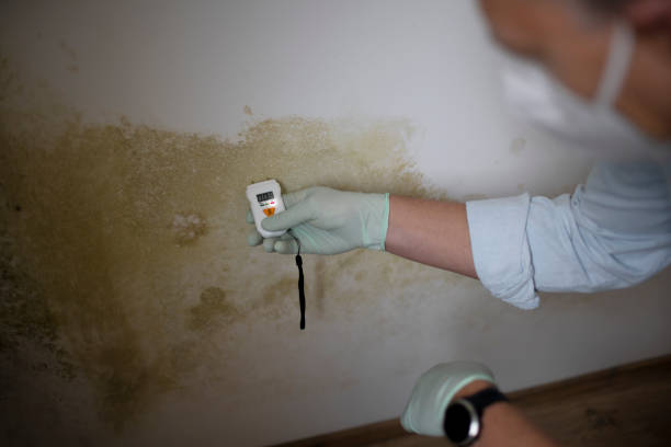 Mold Removal Process